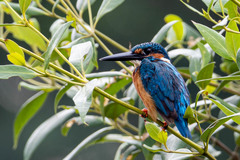Alcedo atthis
