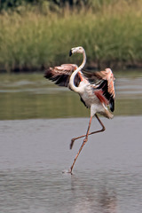 Phoenicopterus roseus