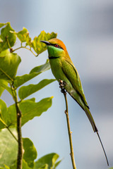 Merops orientalis