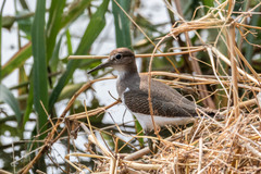 Actitis hypoleucos