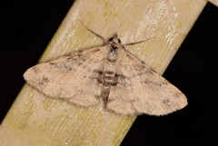 Scioglyptis lithenopa