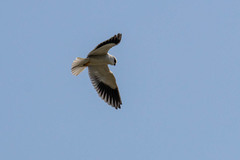 Elanus caeruleus