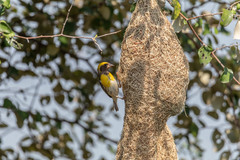 Ploceus philippinus