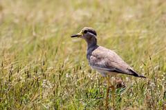 Vanellus malabaricus