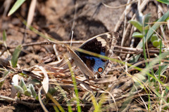 Junonia orithya