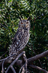 Bubo bengalensis