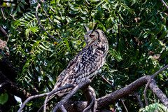 Bubo bengalensis