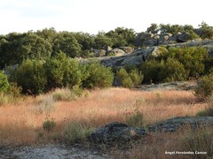 Lavandula pedunculata