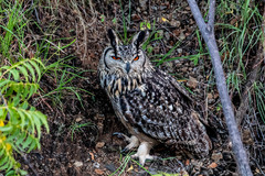Bubo bengalensis