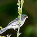 White-bellied Seedeater - Photo (c) Dario Sanches, some rights reserved (CC BY-SA)
