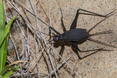 Orthoptera