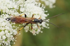 Ichneumon extensorius