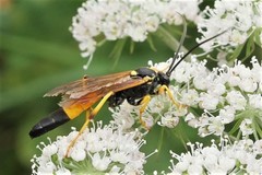 Ichneumon extensorius