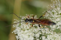 Ichneumon extensorius