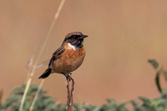 Saxicola maurus