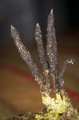 Xylaria longiana