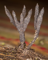 Xylaria longiana