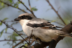Lanius excubitor