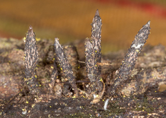 Xylaria longiana
