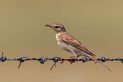Anthus rufulus