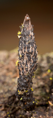 Xylaria longiana