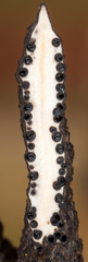 Xylaria longiana