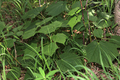 Acer tegmentosum