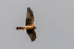 Aves