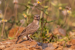 Aves