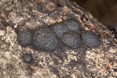 Annulohypoxylon annulatum
