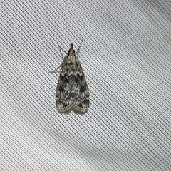 Eudonia truncicolella