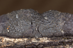 Annulohypoxylon annulatum