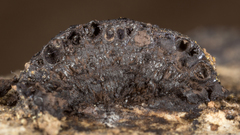 Annulohypoxylon annulatum