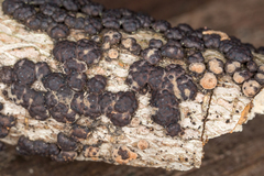 Jackrogersella cohaerens