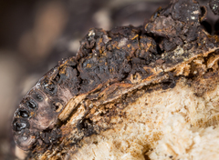 Jackrogersella cohaerens