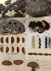 Jackrogersella cohaerens