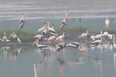 Mycteria leucocephala