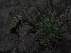 Artemisia genipi