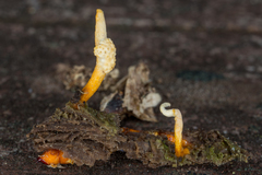 Ophiocordyceps variabilis