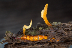 Ophiocordyceps variabilis