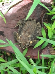Duttaphrynus melanostictus