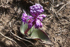 Ledebouria sandersonii