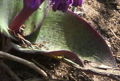 Ledebouria sandersonii