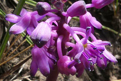 Ledebouria sandersonii