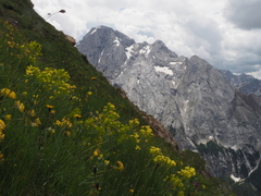 Biscutella laevigata