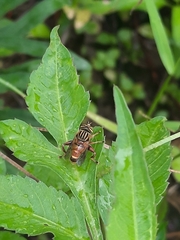 Eristalinus paria