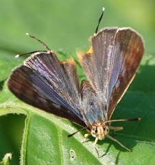 Cigaritis lohita