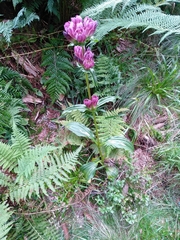 Gentiana pannonica