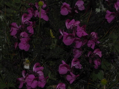 Pedicularis rostratocapitata