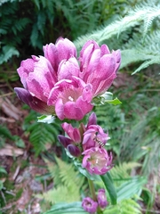 Gentiana pannonica
